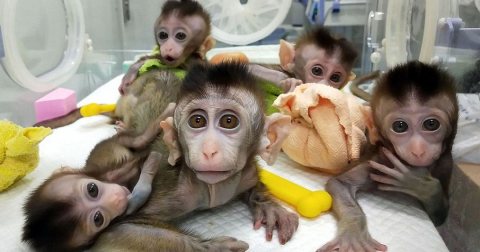 Adorable baby capuchin monkeys for adoption 1
