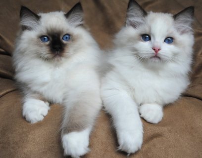 Ragdoll Kittens  for sale Please Contact us By Whatsapp :+351969586167