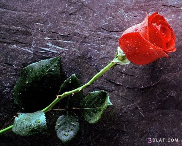 ابحث عن علاقة بسرية تامة -عمان 2