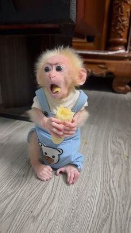 3 months Old Cappuchin Monkey for Sale