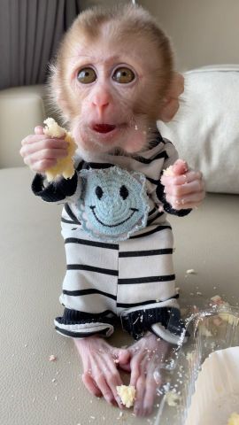 Female Capuchin monkeys available