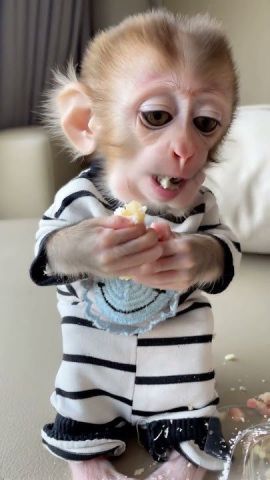 Capuchin Monkeys Available