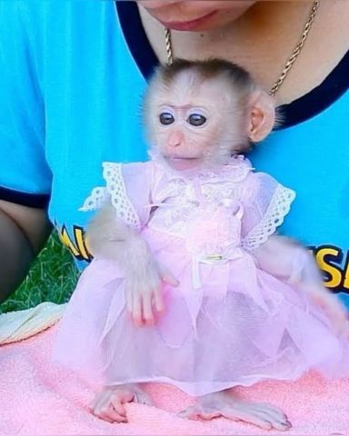 Cupuchin Monkey for Adoption