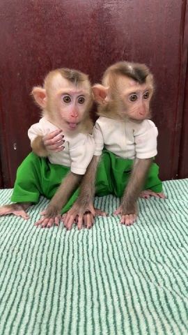 Outstanding Capuchin Monkeys for Adoption