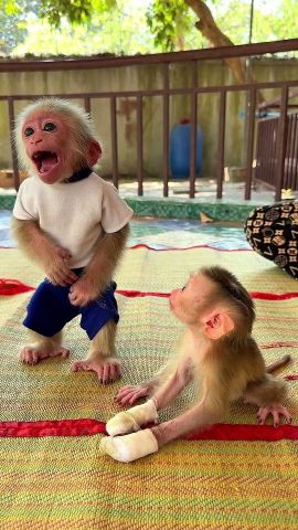 Capuchin Monkeys for Re-homing