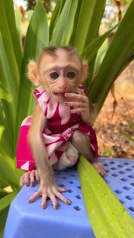 Gorgeous Capuchin Monkeys