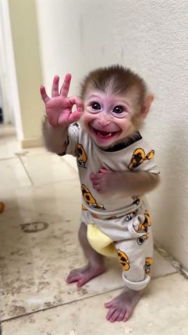 Capuchin monkey for free