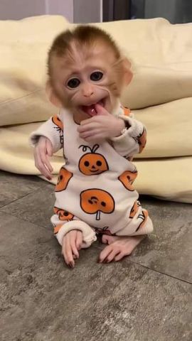Happy new year With Capuchin monkeys For Adoption