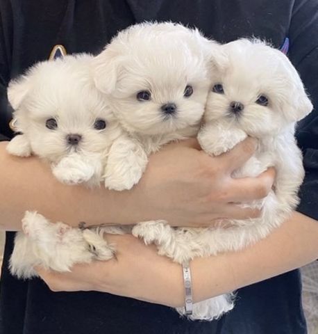 Awesome T-Cup Maltese Puppies Available