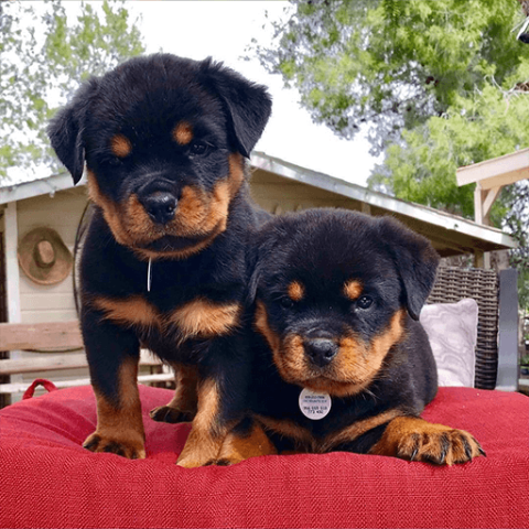 Sweet & playful Rottweiler for adoption