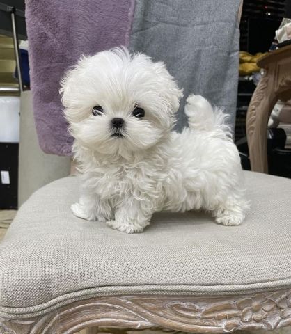 Two Friendly Maltese Puppies