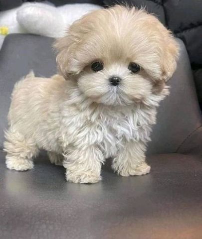 Lovely 12 weeks old Maltipoo Puppies