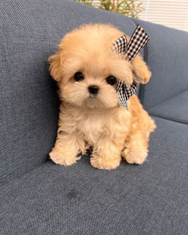 Extra Chaming Toy Poodles Puppies