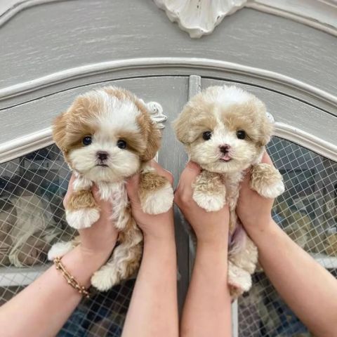 Two Awesome T-Cup Toy Poodles Puppies
