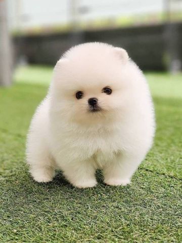 AKC Teacup-Size Pomeranian Puppies