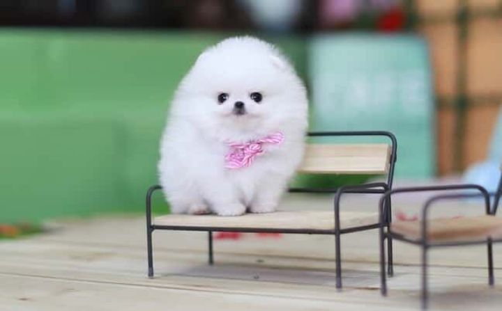 Amazing Micro Teacup Pomeranian puppy