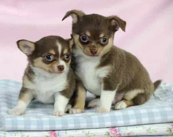 Super Pretty Chihuahua Puppies For Adoption