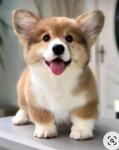 Charming White Welsh Corgi Pembroke Puppies Available