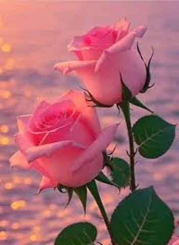 ابحث عن صديقة 0797828548