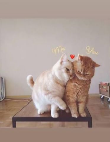 شاب أرغب بالتعارف على صديقه 0779443130