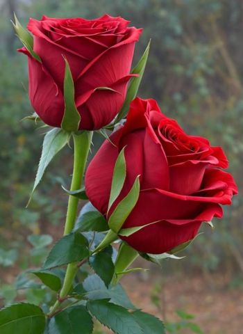 شاب أبحث عن سيدة جادة جدآ 