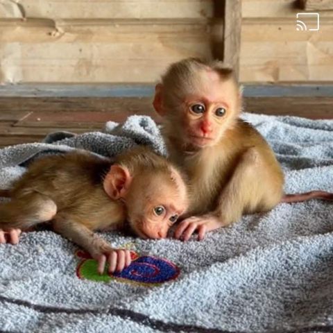Male and Female Capuchin Monkeys for Sale