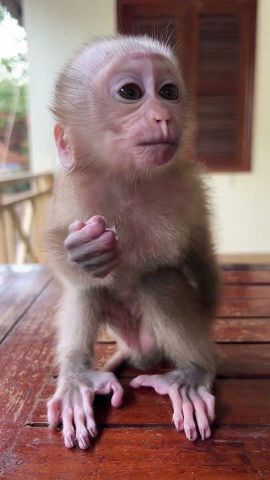 Gorgeous Capuchin Monkeys