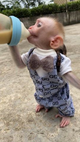 Two Well Trained Capuchin Monkeys