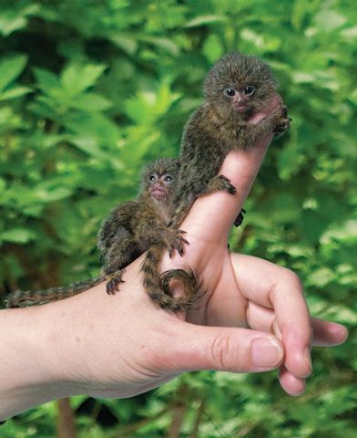 Marmoset Monkeys for Adoption
