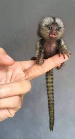 Marmoset Monkeys for Adoption