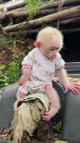 Adorable Capuchin Monkey