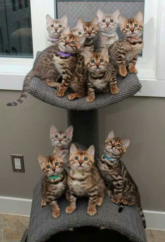 TICA Registered Bengal Kittens Available