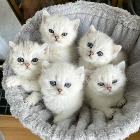 Hand-Raised Ragdoll Kittens