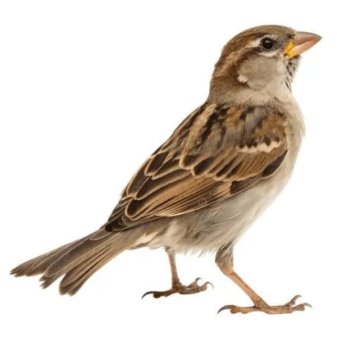 تعارف لهدف الزواج